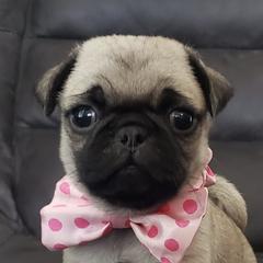 Pugs and Siberian Huskies from Happy Pugs & Huskies