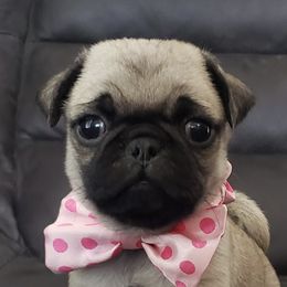 Pugs and Siberian Huskies from Happy Pugs & Huskies