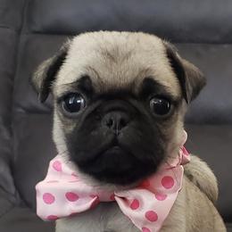 Pugs and Siberian Huskies from Happy Pugs & Huskies