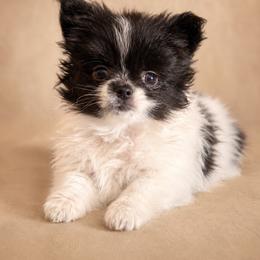 Pomeranian Puppies from Perkins Poms