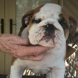 Bulldog Puppies from Little Pond Bulldogs