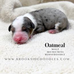 Oatmeal - Blue merle male Bernedoodle puppy in Temecula, California from Brookside Bernedoodles
