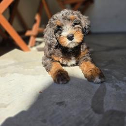 Puddles - female Australian Mountain Doodle puppy in Escondido, California from North County Doodles