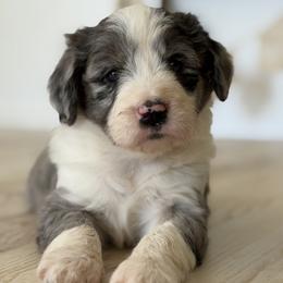 Boy 3 - White and blue merle male Bordoodle puppy in Shelton, Washington from Prophecy Kennels