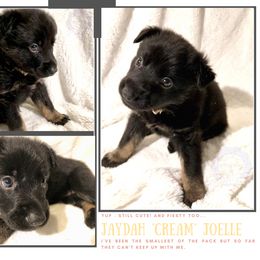 German Shepherd Puppies from Mountain Kraft K9 Kennel