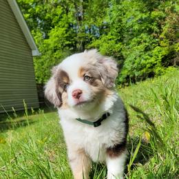 Forrest - Red merle male Miniature American Shepherd puppy in Bristol, Tennessee from Riverstone Aussies