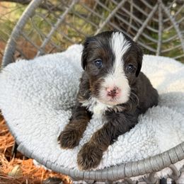 Ash blue eyes - Blue merle male Bernedoodle puppy in Wamego, Kansas from Doodles of Oz