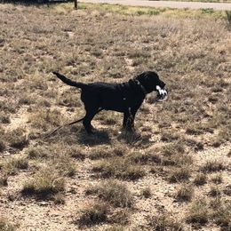 Labrador Retriever Puppies from Armory Labradors