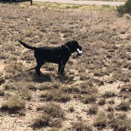 Labrador Retriever Puppies from Armory Labradors