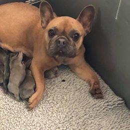 French Bulldog, Golden Retriever, and Labrador Retriever Puppies from Trigger Time Kennels