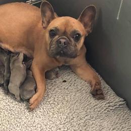French Bulldog, Golden Retriever, and Labrador Retriever Puppies from Trigger Time Kennels