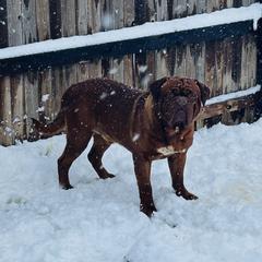 Red - Dogue de Bordeaux