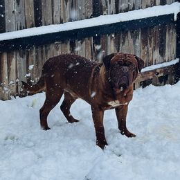 Red - Dogue de Bordeaux