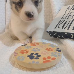 Pembroke Welsh Corgi Puppies from Robbie's Hobby Corgi's