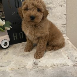 Goldendoodle Puppies from C.P. Puppy Buddies