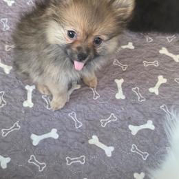 Autumn - Orange sable female Pomeranian puppy in El Centro, California from BabyBooPoms