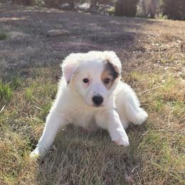 Bingo - Saddleback sable female Border Collie puppy in Piedmont, South Carolina from Soaring Borders Border Collies