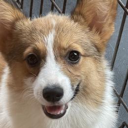 Sookie - Pembroke Welsh Corgi