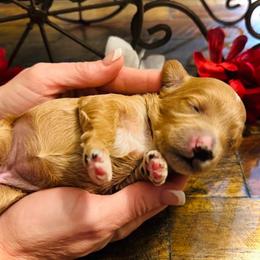 Bashful - Red  female Goldendoodle puppy in Bradenton, Florida from Christianna’s Mini Goldendoodles