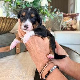Thyme - Tri-color female Bernedoodle puppy in Yuba City, California from Ranch House Doodles