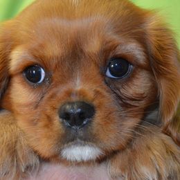 Diane - Cavalier King Charles Spaniel puppy from Mid Lake Cavaliers