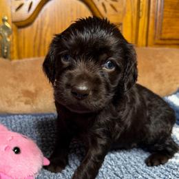 Lizzie - Chocolate female Boykin Spaniel puppy in Van Buren, Arkansas from Arklahoma Boykins