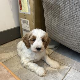 Rex - Parti male Goldendoodle puppy in Sugarcreek, Ohio from True Hearted Doodles