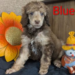 Bluebonnet - Sable female Poodle puppy in Mongomery, Texas from Celestial Jewels Poodles