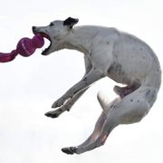 Sporty Mixes from Livin' Wild Performance Dogs