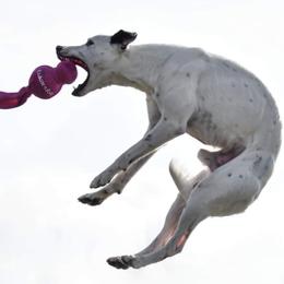 Sporty Mixes from Livin' Wild Performance Dogs