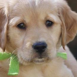 Golden Retrievers from YaYa Golden Retrievers