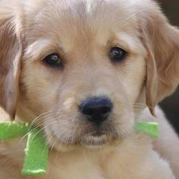 Golden Retrievers from YaYa Golden Retrievers