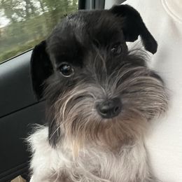 Dixie Mae - Miniature Schnauzer