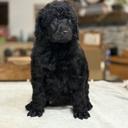 Seafoam Collar - Black female Poodle puppy in Hesperia, California from HD Poodles