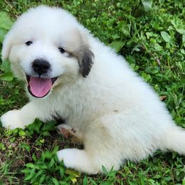 OFA Health Tested ORANGE - White and badger male Great Pyrenees puppy in Lynchburg, Tennessee from Flashlight Farmers AKC Great Pyrenees