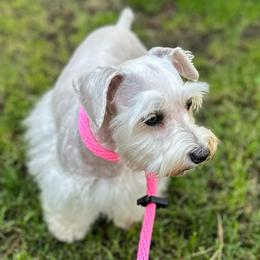 Chloe - Miniature Schnauzer