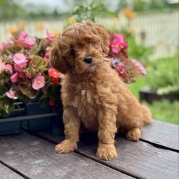 Duchess - Red  female Goldendoodle puppy in Wharton, Texas from Little Fur Friends