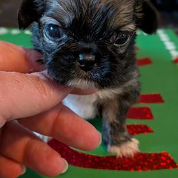 Male 3 - Fawn sable male Pekingese puppy in Crown City, Ohio from Amy’s Lil Pekingese