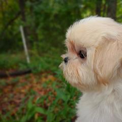 Companion Cross, Havanese, Mal-Shi, Maltese, Maltipoo, Morkie, and Shih Tzu Puppies from Seeking Shalom Acres Maltese, Maltipoos & Havamalts