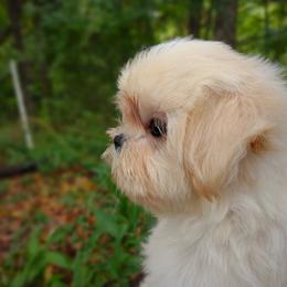 Companion Cross, Havanese, Mal-Shi, Maltese, Maltipoo, Morkie, and Shih Tzu Puppies from Seeking Shalom Acres Maltese, Maltipoos & Havamalts