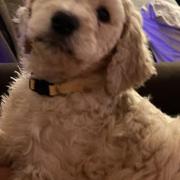 Poodle Puppies from Desert Horizon poodles