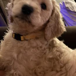 Poodle Puppies from Desert Horizon poodles