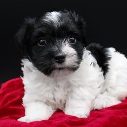 Salsa - Black and white male Havanese puppy in Hendersonville, North Carolina from Grayfinn House