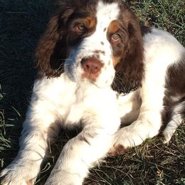 English Springer Spaniel Puppies from Rocky Mountain Springer Spaniels