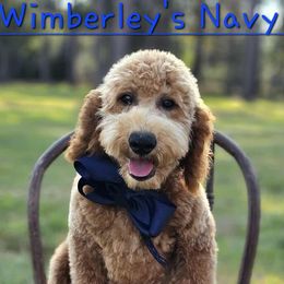 Wimberly's Navy Boy - Apricot male Goldendoodle puppy in Kountze, Texas from Texas Doodles LLC