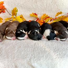 Australian Shepherd Puppies from Meljestic Farms