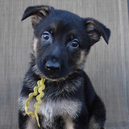 Yellow Girl - Black and tan female German Shepherd puppy in Grants Pass, Oregon from Granville German Shepherds