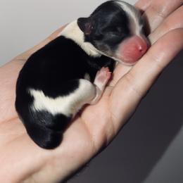 Amelia - Parti female Yorkshire Terrier puppy in Indianapolis, Indiana from Tails of Grace