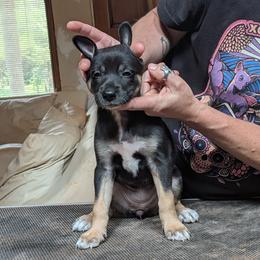 Mimosa - Black white and tan female Xoloitzcuintli puppy in Tecumseh, Oklahoma from Junkyard Xolos