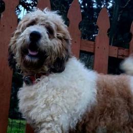 Dolly mae - Red and white female Saint Berdoodle puppy in Castle Rock, Washington from PNW Saint Berdoodles